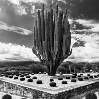 Fotografia intitolato "Saguaro" da Silvia Marcoschamer, Opera d'arte originale, Fotografia digitale
