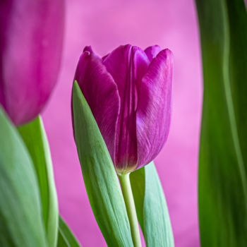 Fotografia intitolato "Purple Tulip" da Silvia Marcoschamer, Opera d'arte originale, Fotografia digitale