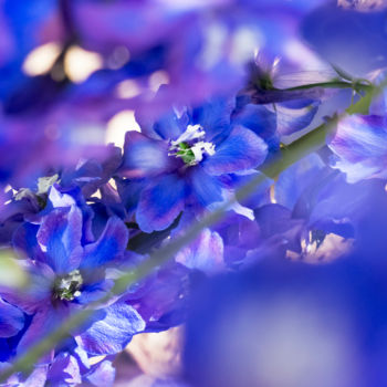 Fotografia zatytułowany „Between purple flow…” autorstwa Silvia Marcoschamer, Oryginalna praca, Fotografia cyfrowa