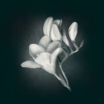 Photography titled "Freesia2" by Silvija Treice, Original Artwork, Manipulated Photography