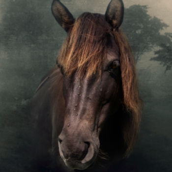 Digital Arts titled "Wild Horse" by Silvija Treice, Original Artwork, Photo Montage