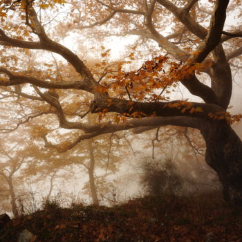 Photographie intitulée "Autumn tree" par Simon Gaitanidis, Œuvre d'art originale, Photographie numérique