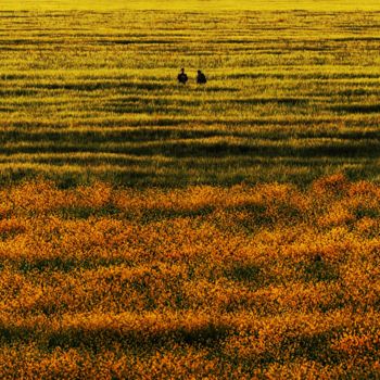 Fotografie mit dem Titel "Fields" von Simon Gaitanidis, Original-Kunstwerk, Digitale Fotografie
