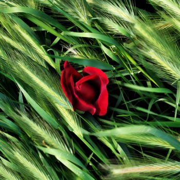 Φωτογραφία με τίτλο "Red on green" από Simon Gaitanidis, Αυθεντικά έργα τέχνης, Ψηφιακή φωτογραφία