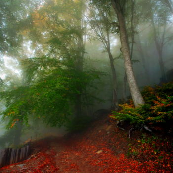 Photography titled "forest magic" by Simon Gaitanidis, Original Artwork, Digital Photography