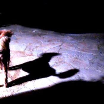 Fotografía titulada "dog in the night" por Sigrun Neumann (Sineu), Obra de arte original