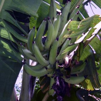 제목이 "Banane plantin"인 사진 Sisi로, 원작