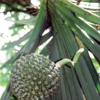 Photographie intitulée "Pandanus ou Bakoua" par Sisi, Œuvre d'art originale