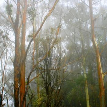 Photography titled "EUCALYPTUS DANS LA…" by Sandrine Lopez De Arias - Sla, Original Artwork