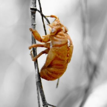 Fotografie mit dem Titel "DROLE D'INSECTE" von Sandrine Lopez De Arias - Sla, Original-Kunstwerk