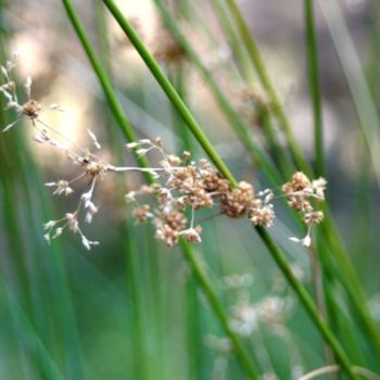 Fotografía titulada "FLEURS DU BUSH" por Sandrine Lopez De Arias - Sla, Obra de arte original