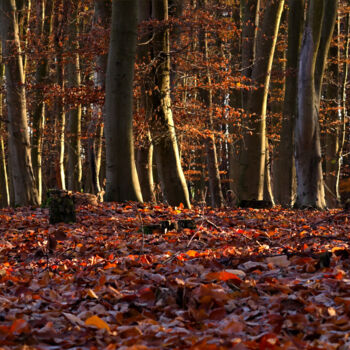 Fotografia intitolato "Autumn leaves carpet" da Slydesign, Opera d'arte originale, Fotografia digitale