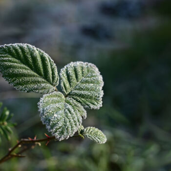 Photography titled "Blackberries leaves…" by Slydesign, Original Artwork, Digital Photography