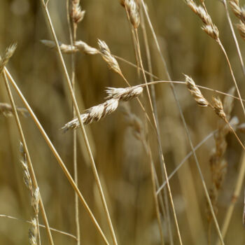 Photography titled "Grain - gold of the…" by Slydesign, Original Artwork, Digital Photography
