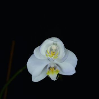 Fotografie mit dem Titel "Orchid comes to life" von Slydesign, Original-Kunstwerk, Digitale Fotografie