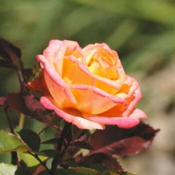 Fotografia intitolato "orange rose" da Aurelien Champoussin, Opera d'arte originale