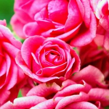 Photographie intitulée "bouquet de rose" par Aurelien Champoussin, Œuvre d'art originale