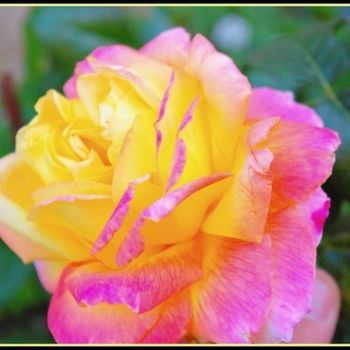 Fotografia intitolato "rose jaune 2" da Aurelien Champoussin, Opera d'arte originale