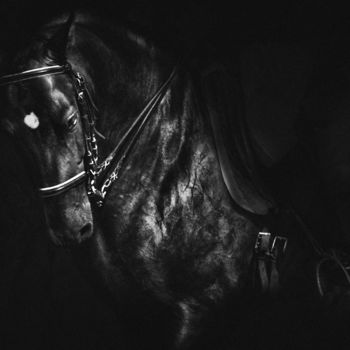 摄影 标题为“The Spanish equestr…” 由Sol Marrades, 原创艺术品, 电影摄影