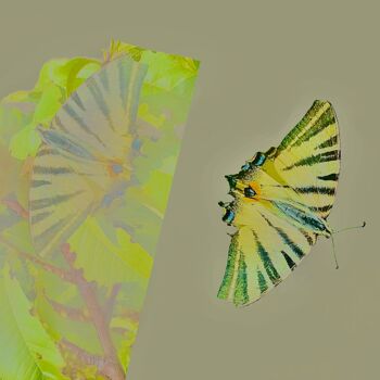 Arts numériques intitulée "PAPILLON" par Solune, Œuvre d'art originale, Photographie numérique