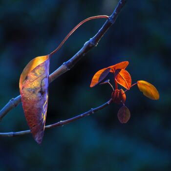 Photography titled "Autumn leaf at dusk" by Sonia Schalch, Original Artwork