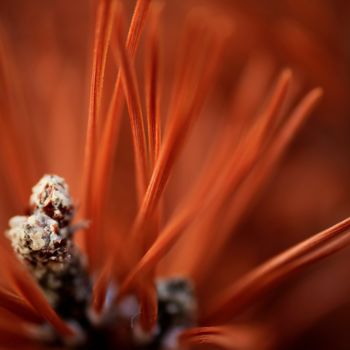 "Mortelle beauté" başlıklı Fotoğraf Sophie Hove tarafından, Orijinal sanat