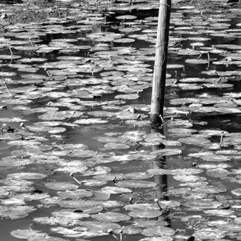 Photography titled "Calme camarguais" by Sophie Hove, Original Artwork