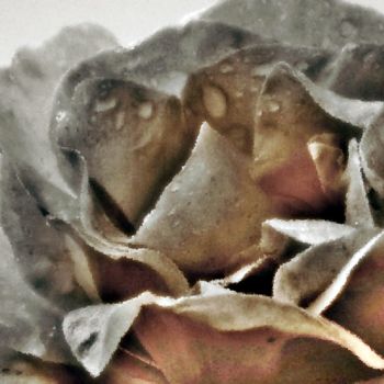 Photographie intitulée "Roses avec gouttes" par Sophie Uguet, Œuvre d'art originale, Photographie numérique