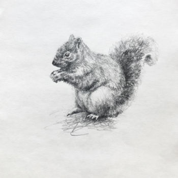 Drawing titled "Ecureuil" by Sophie Pilorget (Eôs Studio), Original Artwork, Pencil