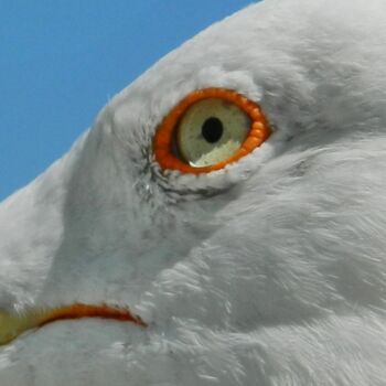 Photography titled "mouette-oeil" by Sorin Niculae Lazar, Original Artwork
