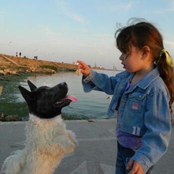 "joke-bishon-mongrel…" başlıklı Dijital Sanat Sorin Niculae Lazar tarafından, Orijinal sanat, Foto Montaj