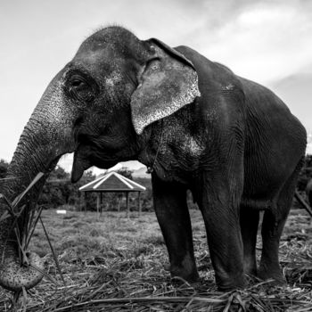 Photographie intitulée "Eléphant d'Asie en…" par Adam Bahia, Œuvre d'art originale, Photographie numérique