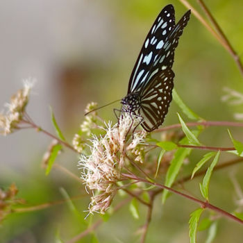 Photography titled "Papillon, Taiwan 2" by Soya, Original Artwork