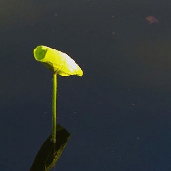 Fotografie getiteld "Lotus" door Soya, Origineel Kunstwerk