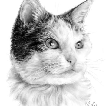 Disegno intitolato "cat-pencil-pet-port…" da Anna Shipstone, Opera d'arte originale, Altro