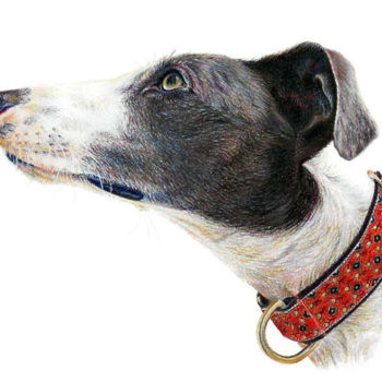 Drawing titled "dog-portrait-3.jpg" by Anna Shipstone, Original Artwork, Other