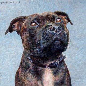 Drawing titled "dog-pet-portrait.jpg" by Anna Shipstone, Original Artwork, Other
