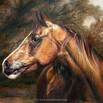 Σχέδιο με τίτλο "horse-portrait-2.jpg" από Anna Shipstone, Αυθεντικά έργα τέχνης, Άλλος