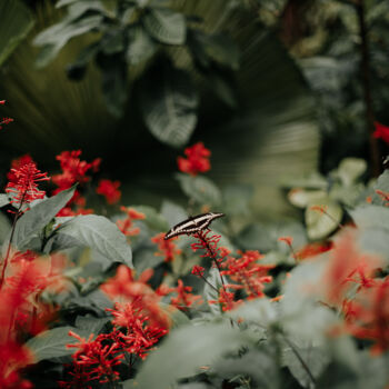 Фотография под названием "Cute butterfly surr…" - Victoria Yuskevych, Подлинное произведение искусства, Цифровая фотография