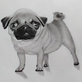 Drawing titled "Baby pug" by Shira Sadie, Original Artwork, Pencil