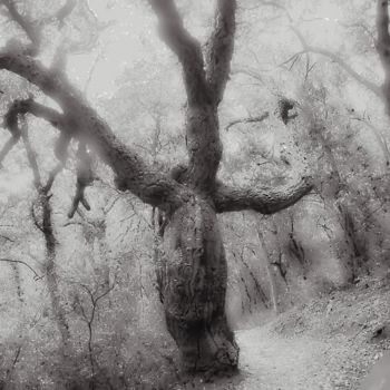 Fotografia intitulada "Witch's Tree" por Steevens Hill, Obras de arte originais