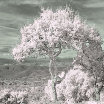 Фотография под названием "Happy Infra New Yea…" - Steevens Hill, Подлинное произведение искусства, Цифровая фотография