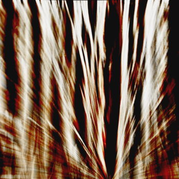 Photographie intitulée "Wood Immersion" par Steevens Hill, Œuvre d'art originale, Photographie numérique