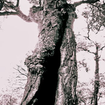 Photography titled "Tree's Darkness" by Steevens Hill, Original Artwork, Digital Photography