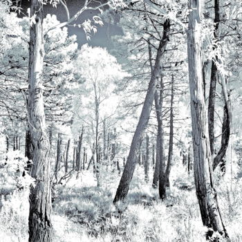 Fotografía titulada "Ikey Infra Wood" por Steevens Hill, Obra de arte original, Fotografía digital