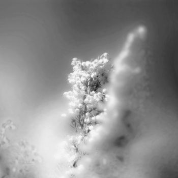 Фотография под названием "Snow for Spring" - Steevens Hill, Подлинное произведение искусства, Цифровая фотография