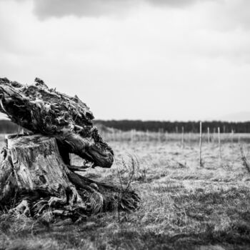 Photography titled "Baum Skulptur" by Stefan Pfeiffenberger (Mr. Pipesmountain), Original Artwork, Digital Photography