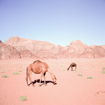 Fotografía titulada "Camels of the Red D…" por Stefana Savic, Obra de arte original, Fotografía analógica