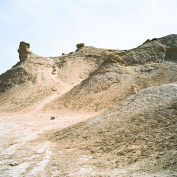 Photography titled "Desert Dog" by Stefana Savic, Original Artwork, Analog photography