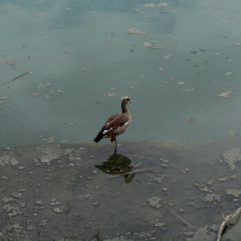 Fotografie mit dem Titel "Bird" von Stefano Bellanova, Original-Kunstwerk, Digitale Fotografie